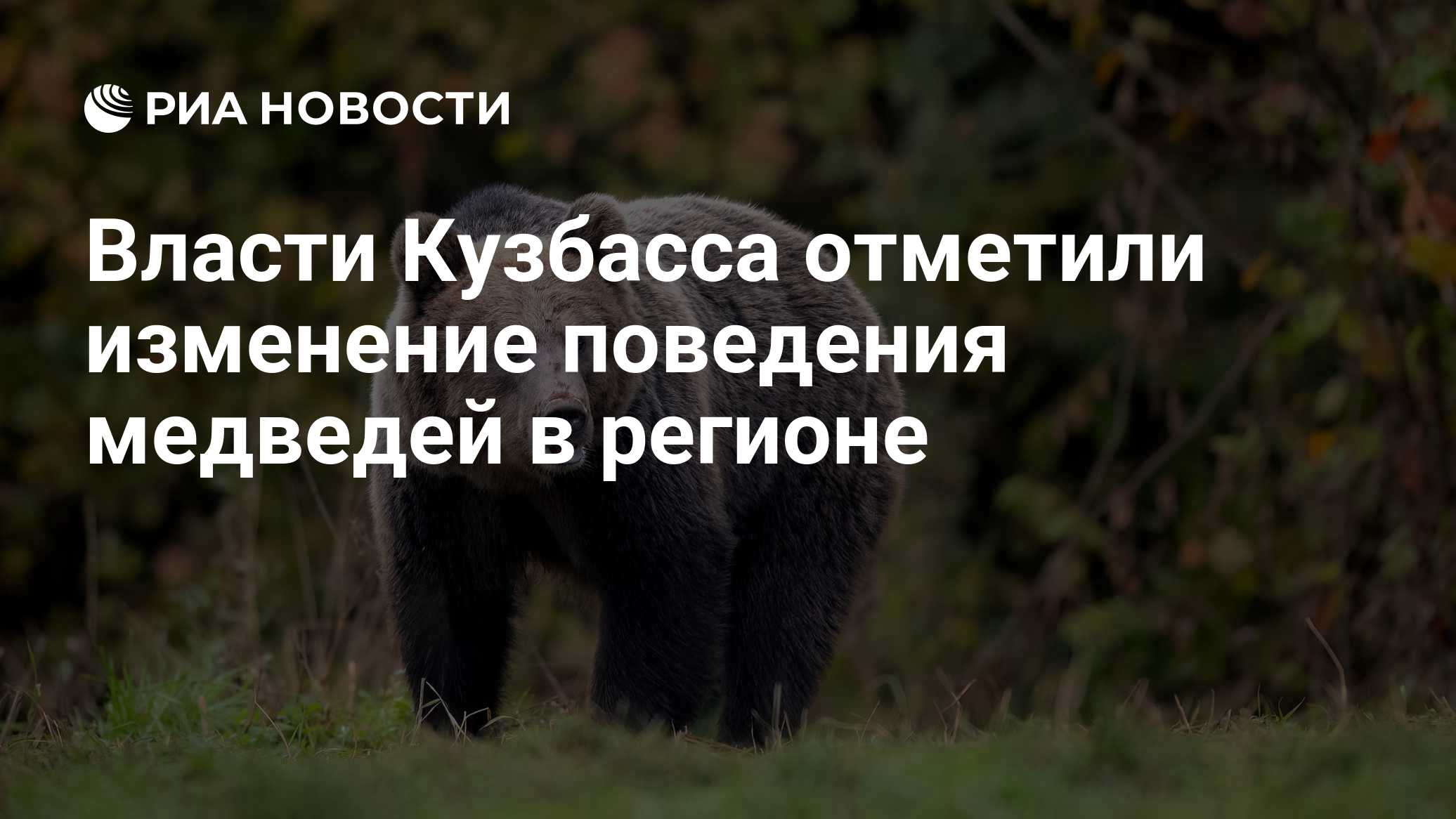 Власти Кузбасса отметили изменение поведения медведей в регионе