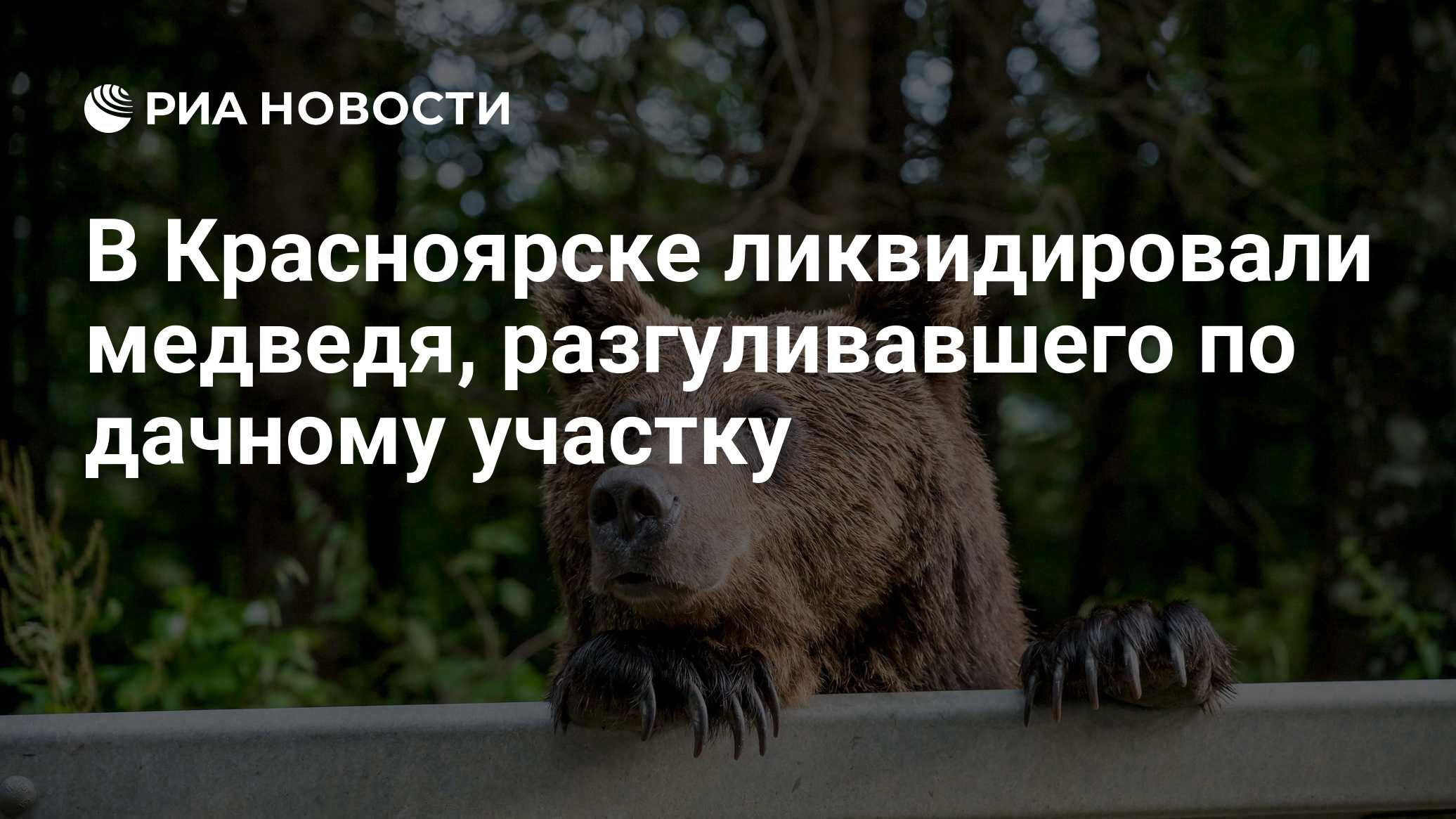 В Красноярске ликвидировали медведя, разгуливавшего по дачному участку