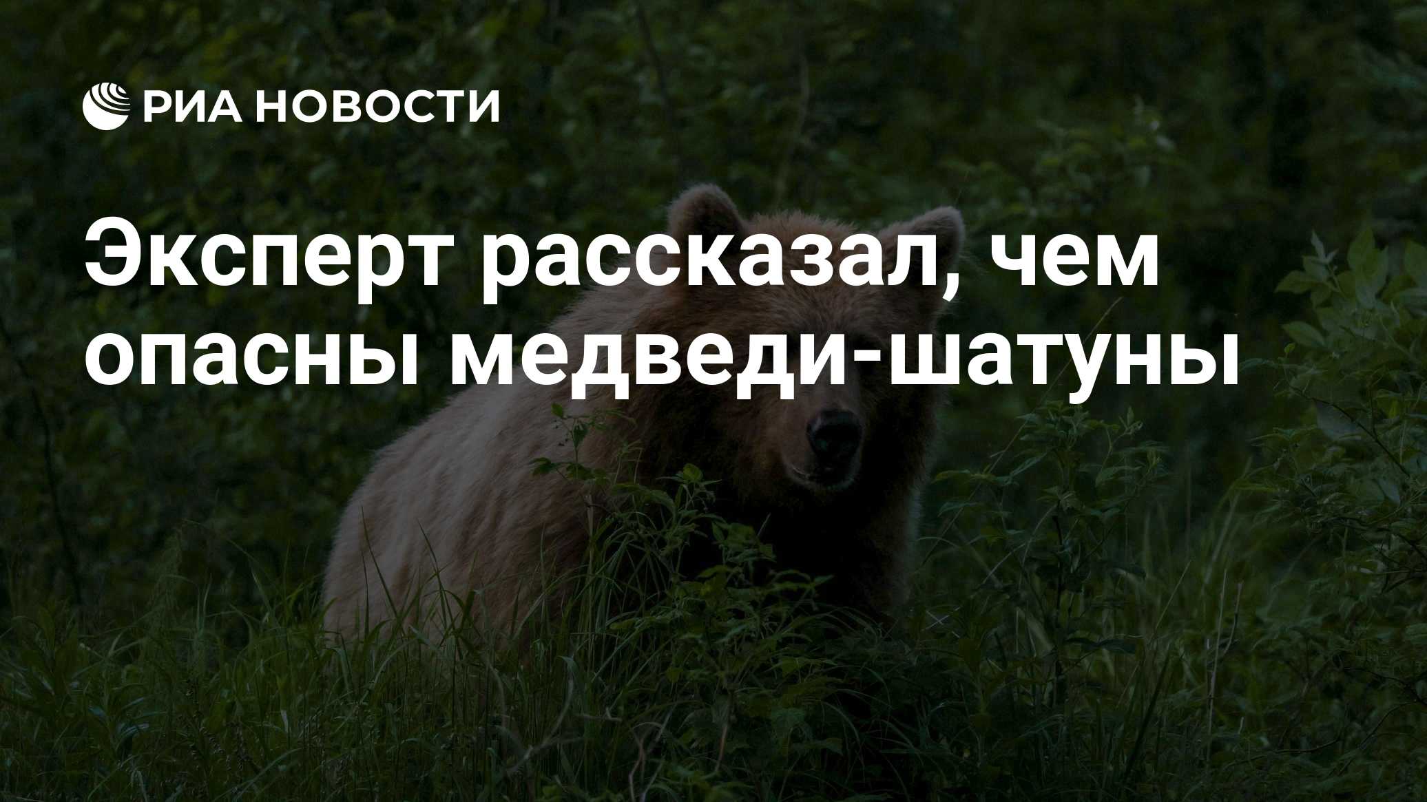 Эксперт рассказал, чем опасны медведи-шатуны