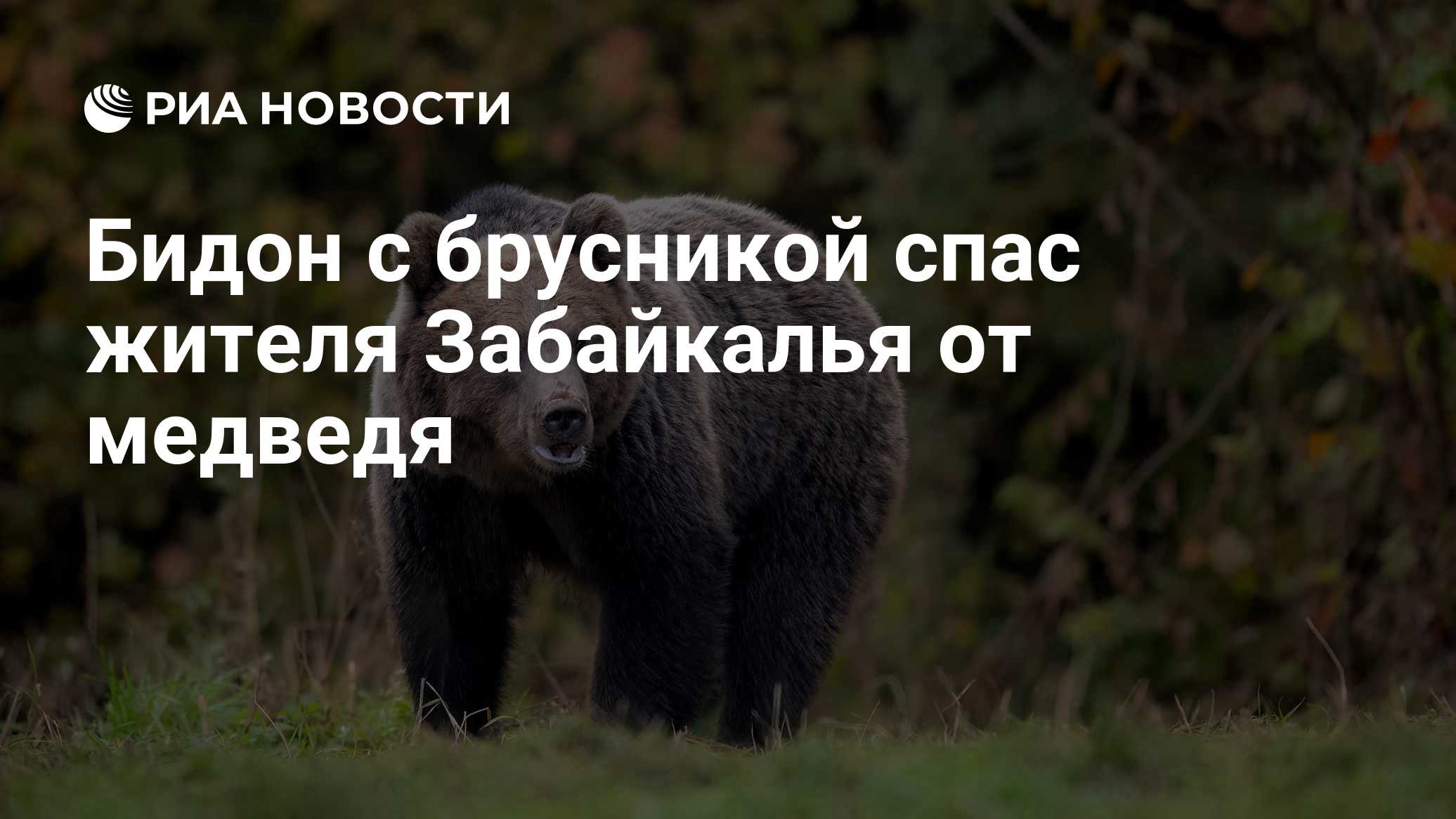 Бидон с брусникой спас жителя Забайкалья от медведя