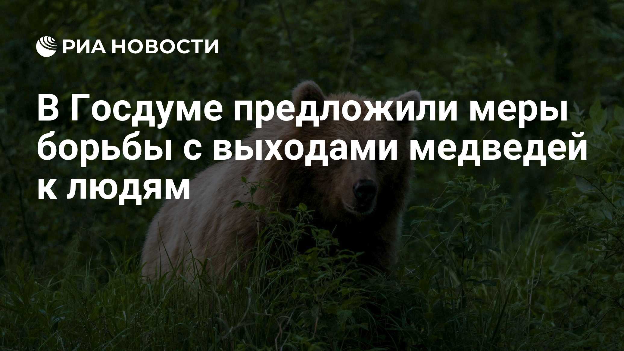В Госдуме предложили меры борьбы с выходами медведей к людям