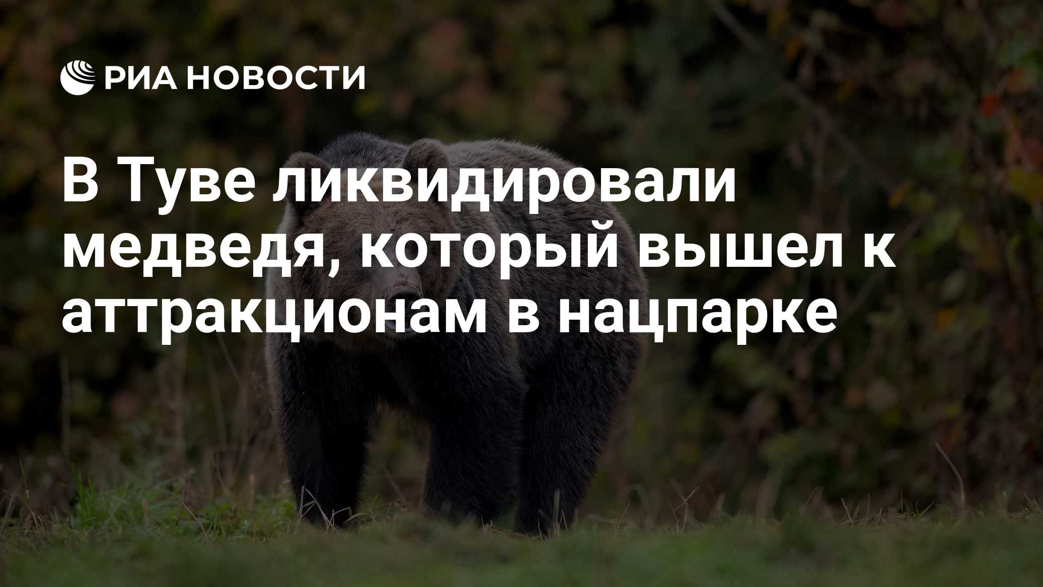 В Туве ликвидировали медведя, который вышел к аттракционам в нацпарке