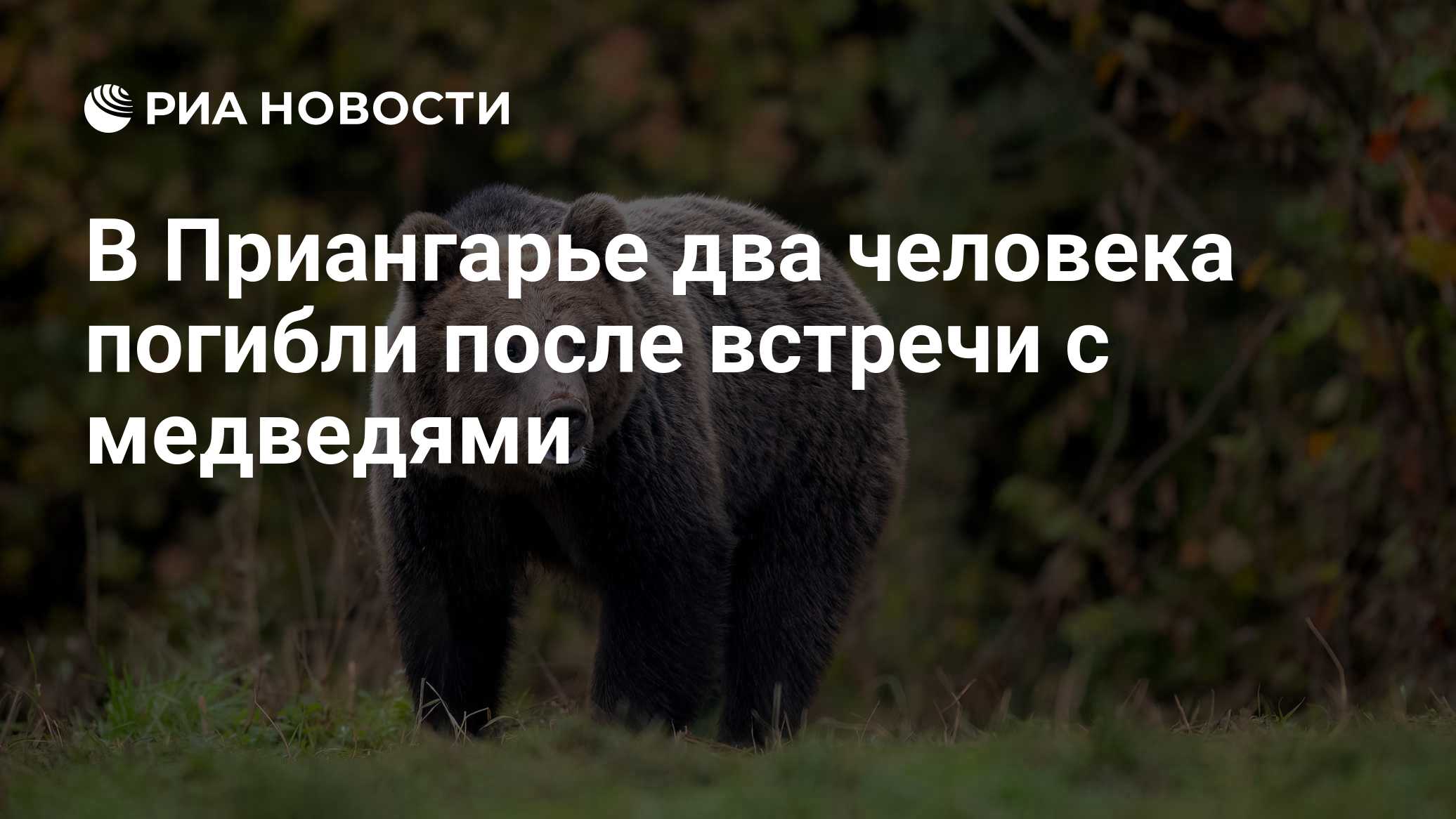 В Приангарье два человека погибли после встречи с медведями