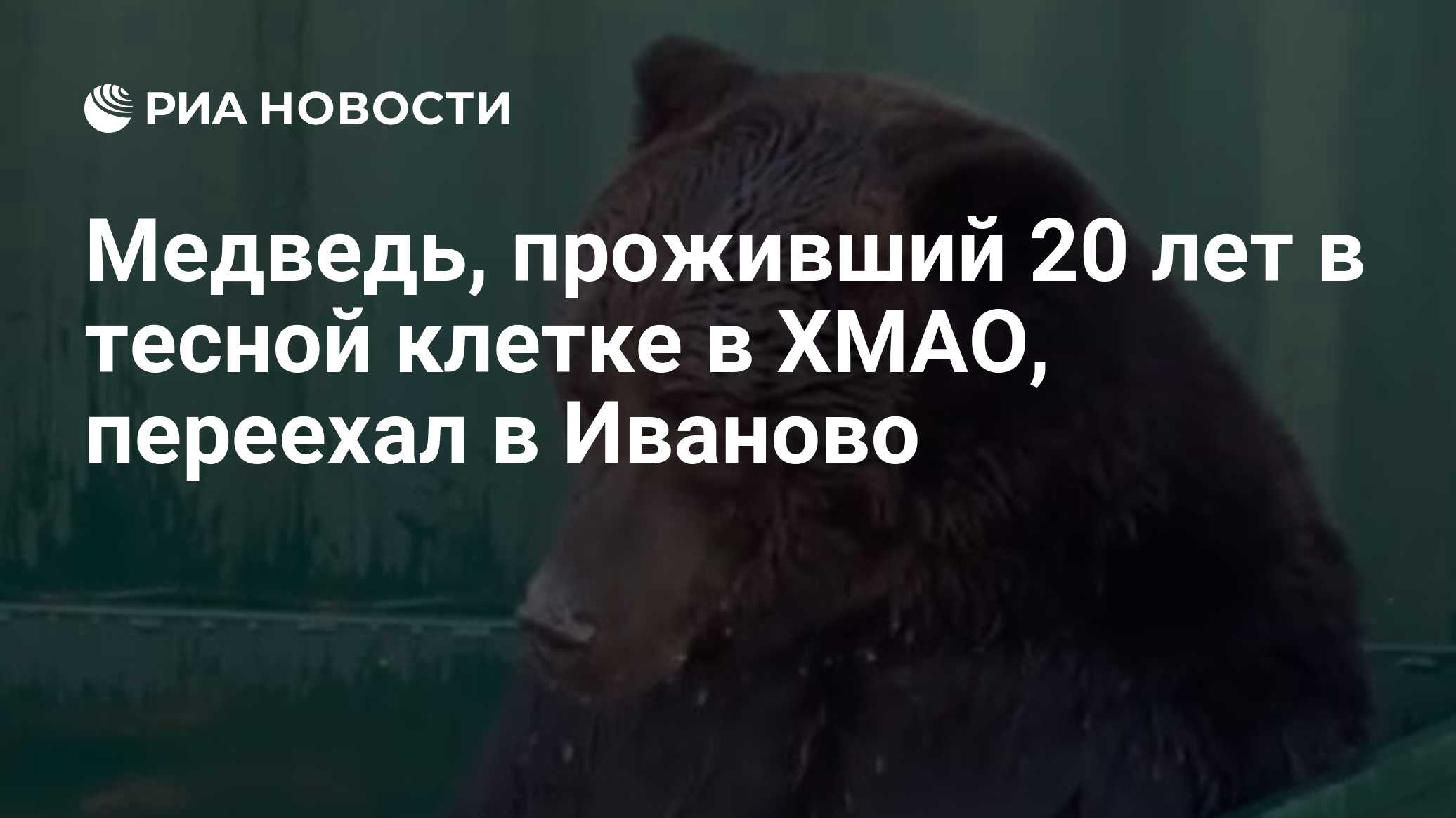 Медведь, проживший 20 лет в тесной клетке в ХМАО, переехал в Иваново