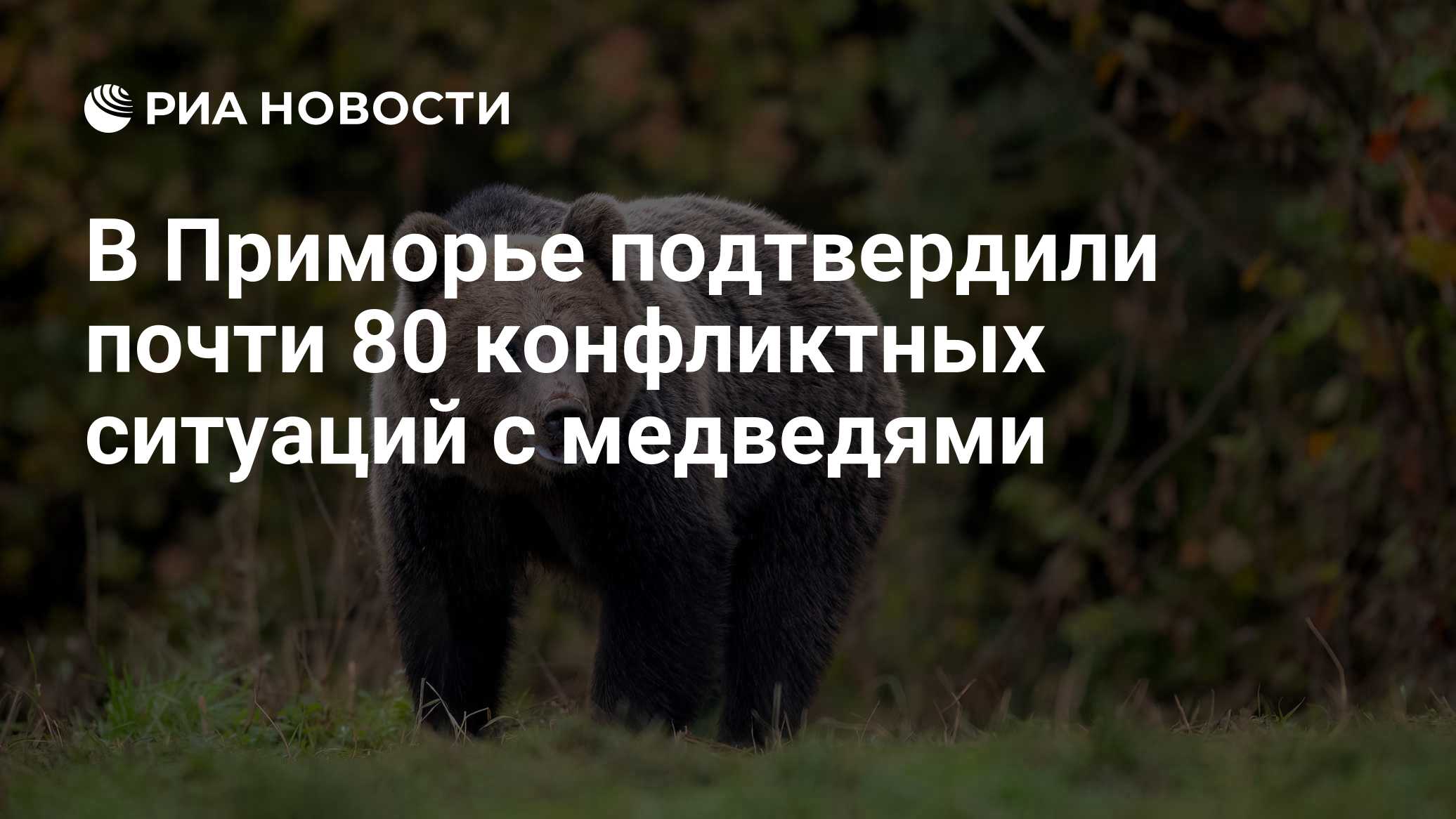 Почти 80 конфликтных ситуаций с медведями подтвердились в Приморье