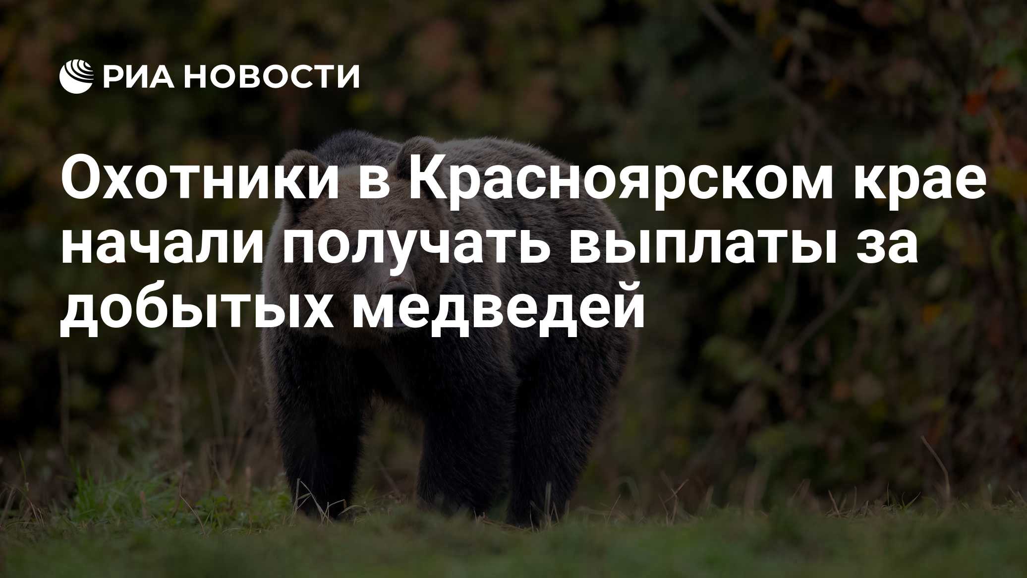Охотники в Красноярском крае начали получать выплаты за добытых медведей