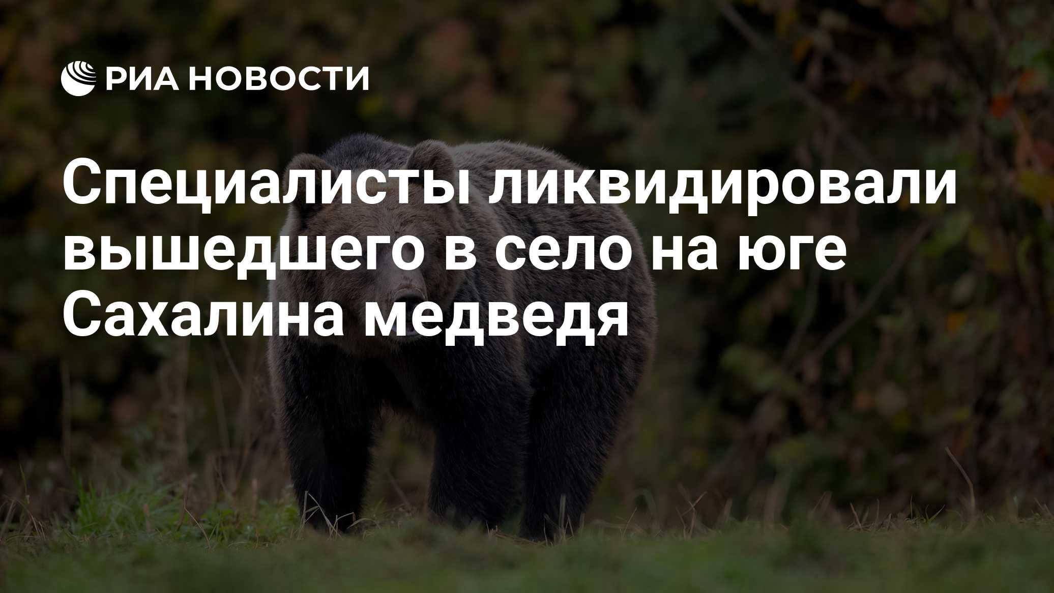 Специалисты ликвидировали вышедшего в село на юге Сахалина медведя