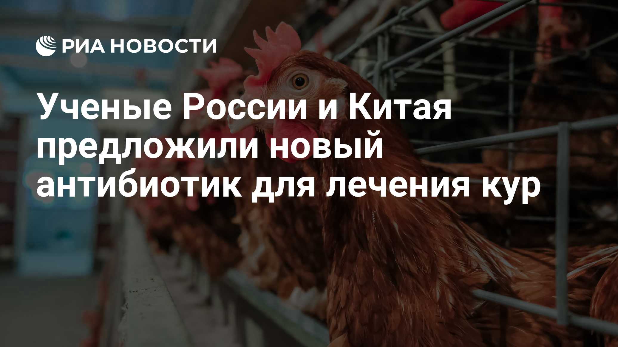 Ученые России и Китая предложили новый антибиотик для лечения кур