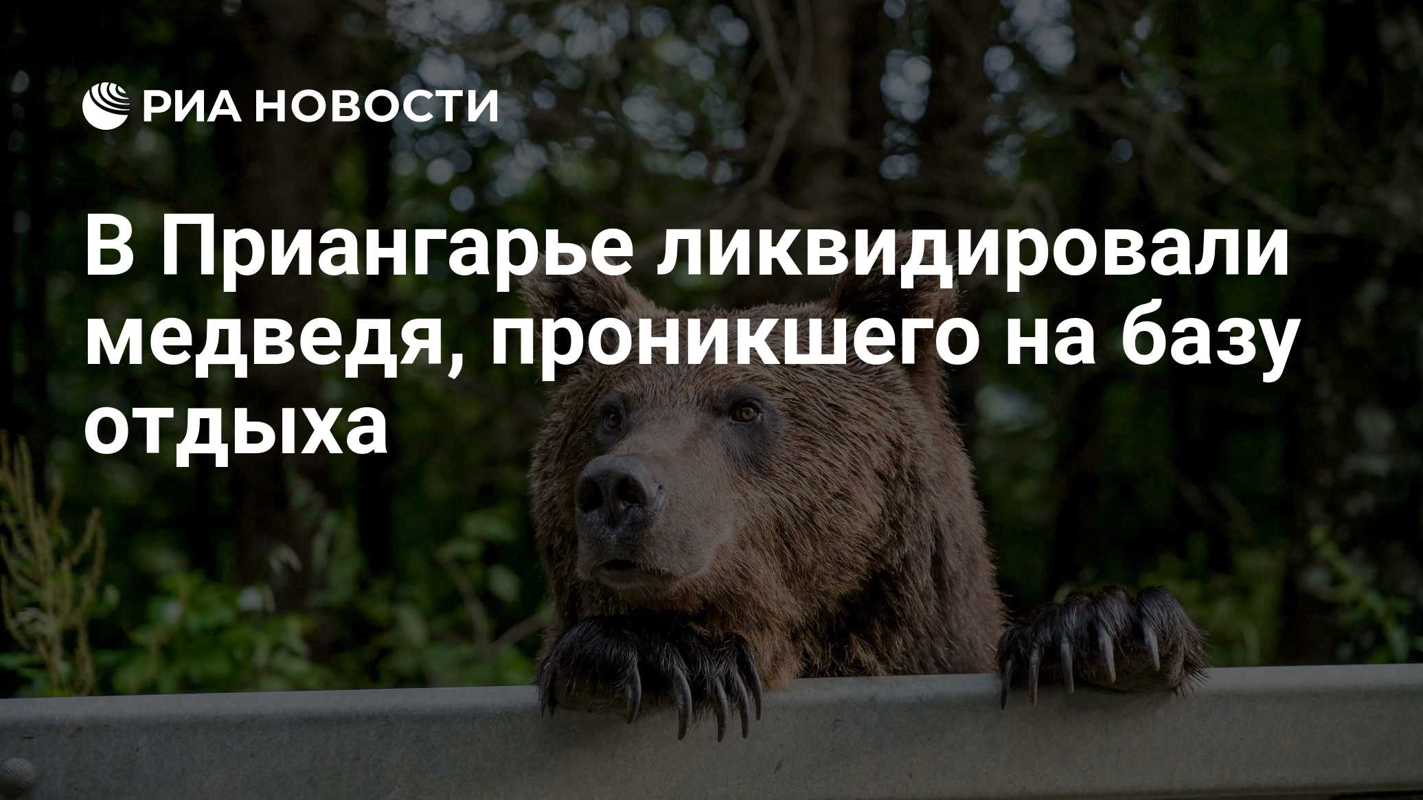 В Приангарье ликвидировали медведя, проникшего на базу отдыха