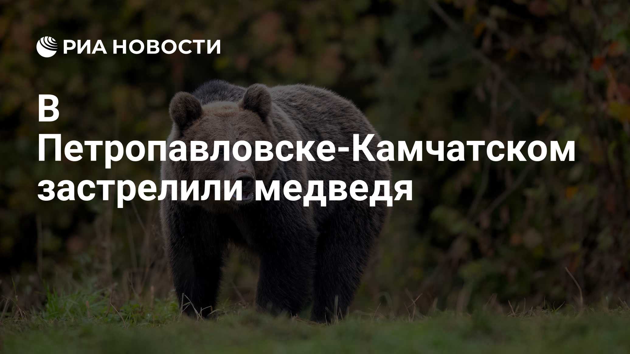 В Петропавловске-Камчатском застрелили медведя
