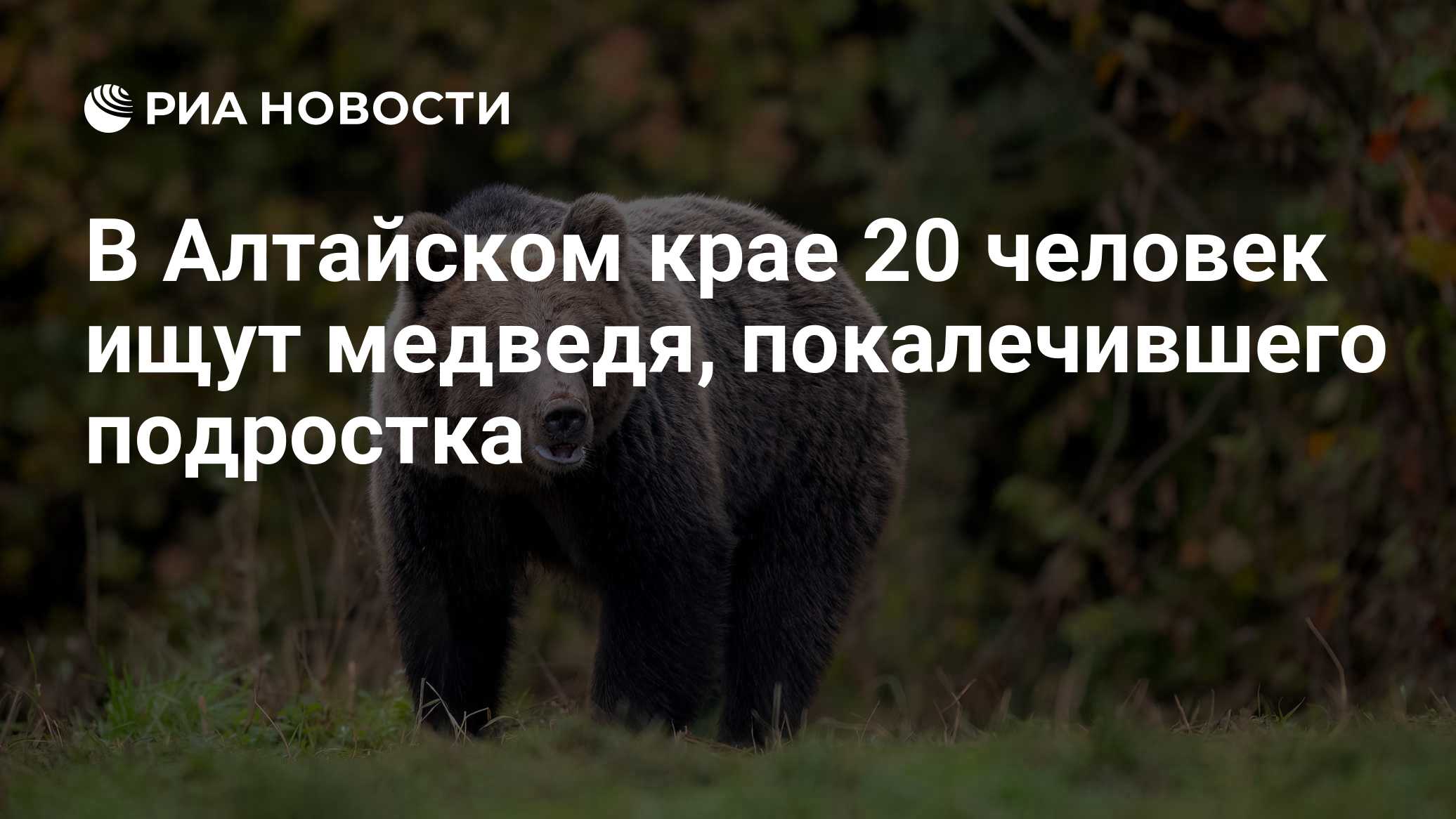 В Алтайском крае 20 человек ищут медведя, покалечившего подростка