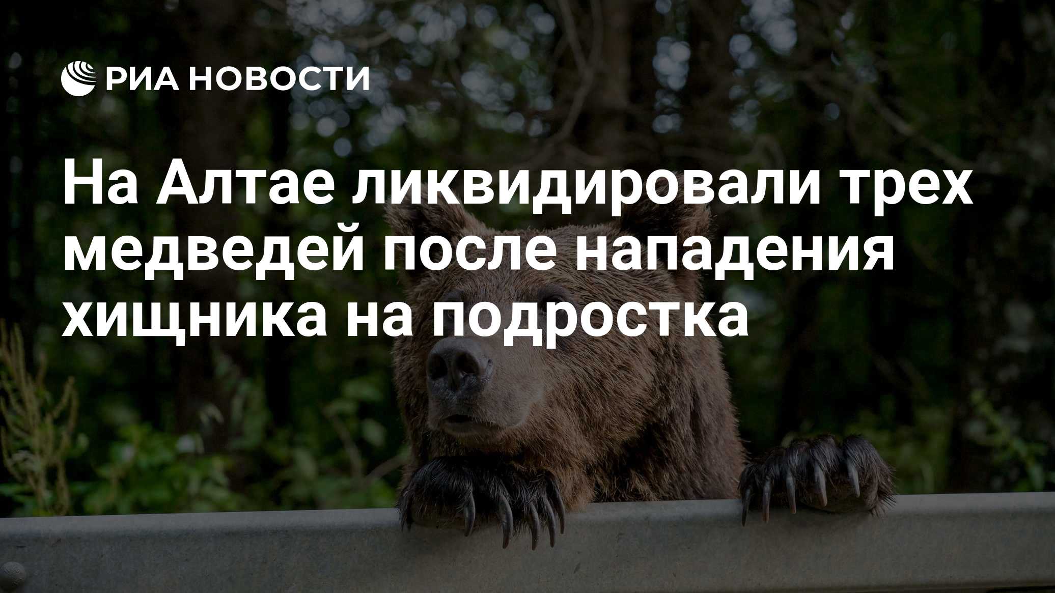 На Алтае ликвидировали трех медведей после нападения хищника на подростка