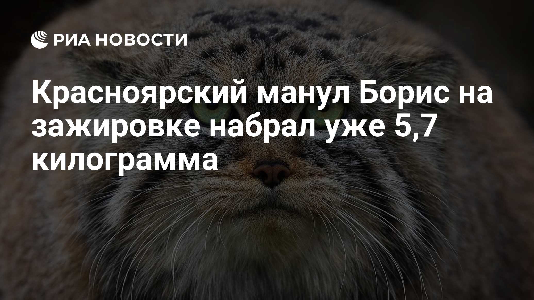 Красноярский манул Борис на зажировке набрал уже 5,7 килограмма