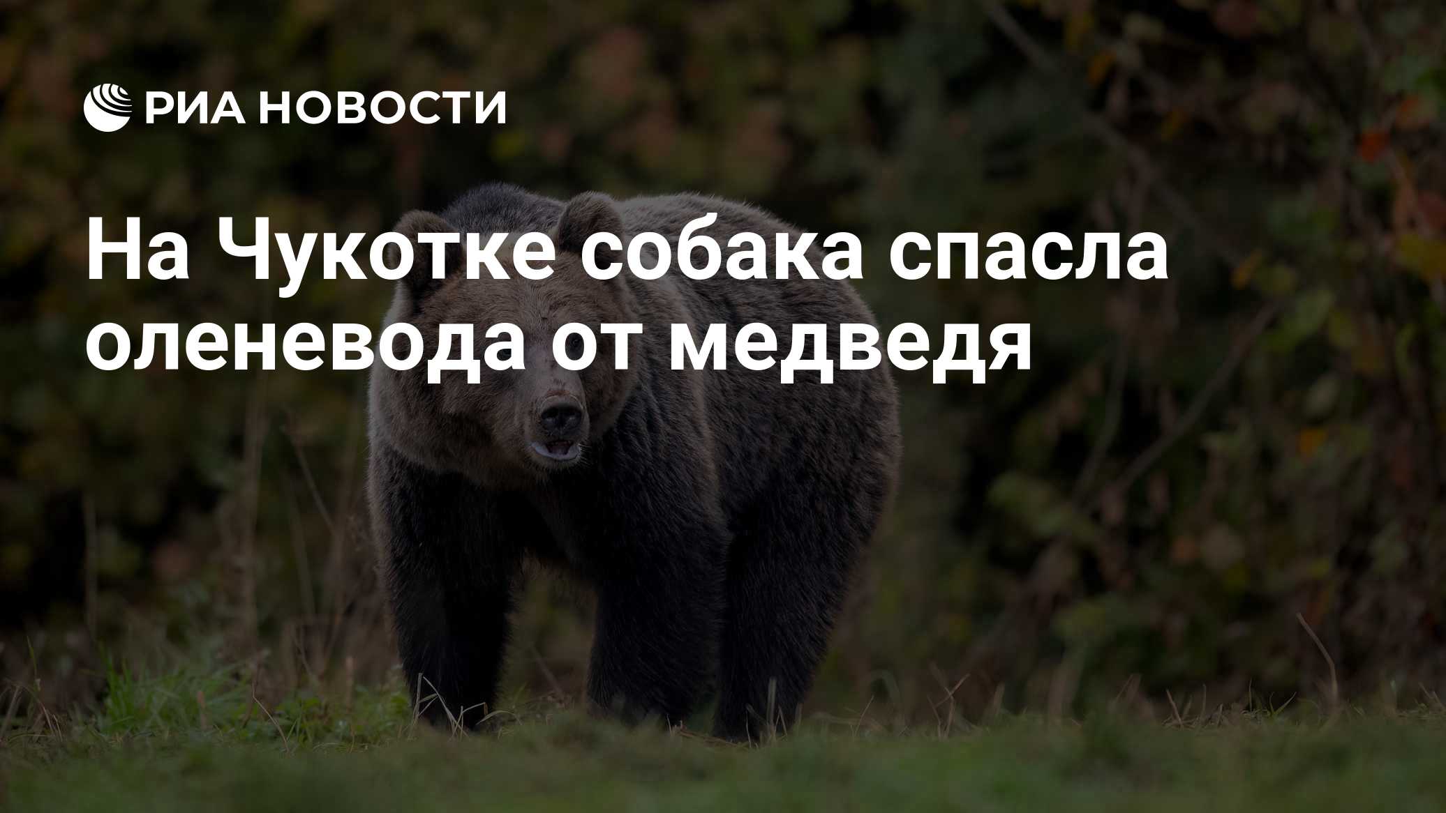 На Чукотке собака спасла оленевода от медведя