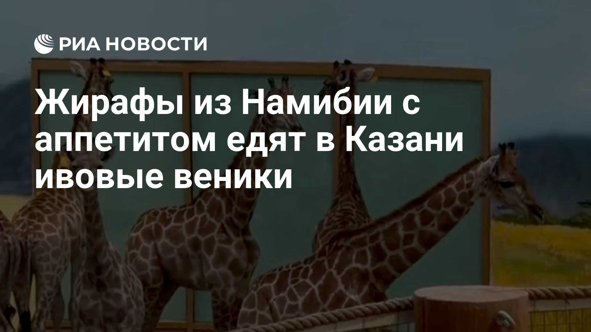 Жирафы из Намибии с аппетитом едят в Казани ивовые веники