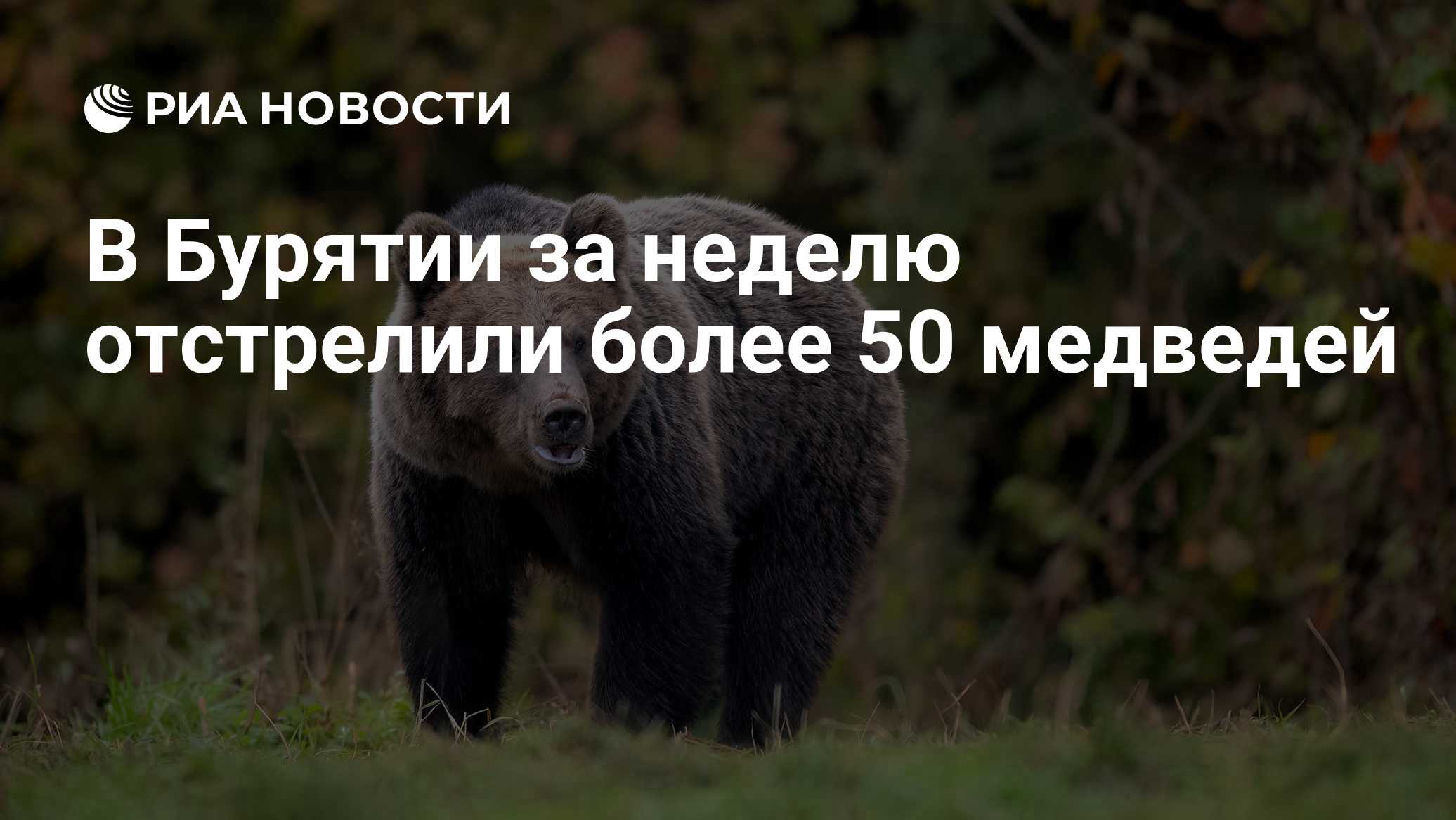 В Бурятии за неделю отстрелили более 50 медведей