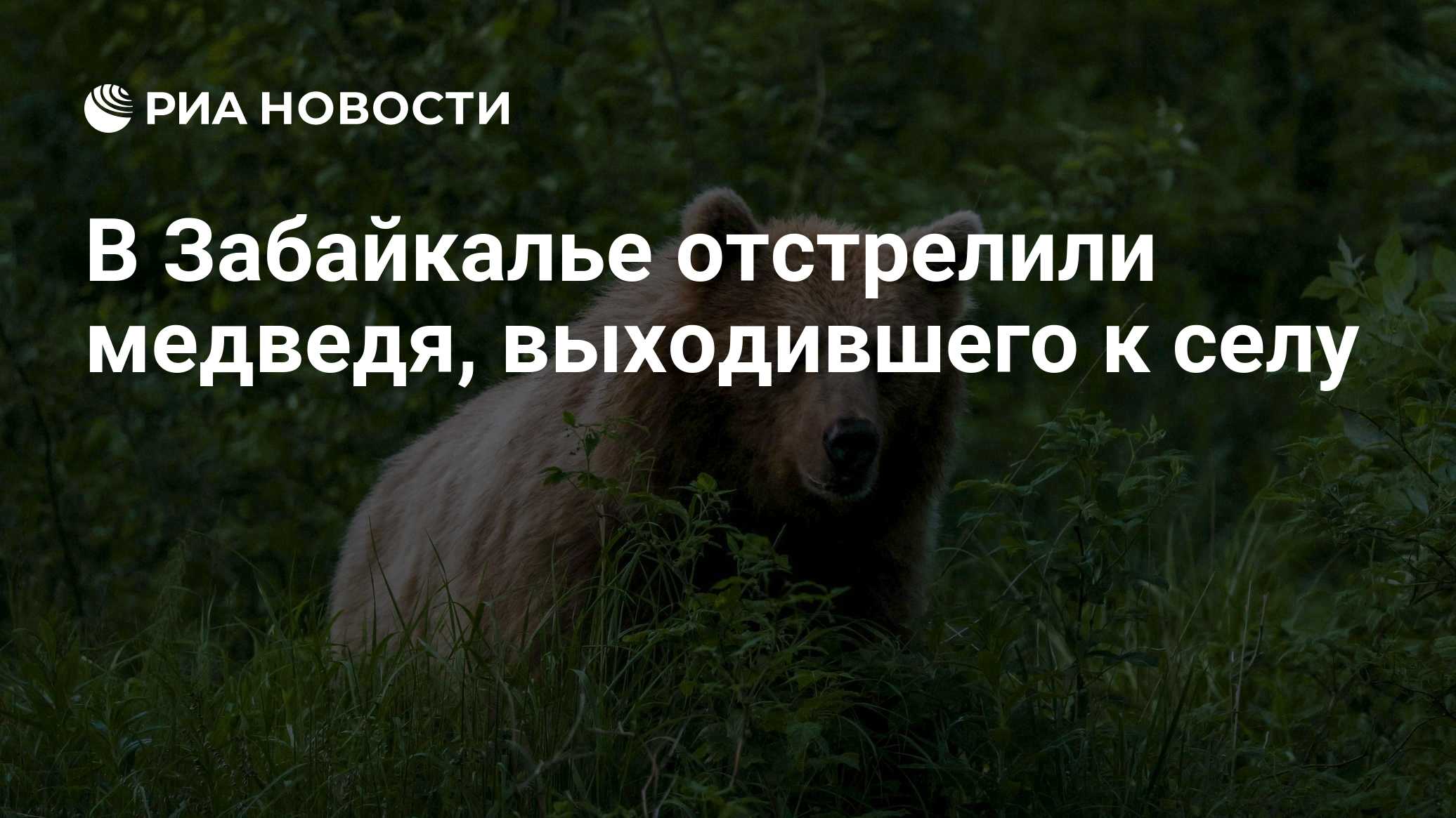 В Забайкалье отстрелили медведя, выходившего к селу