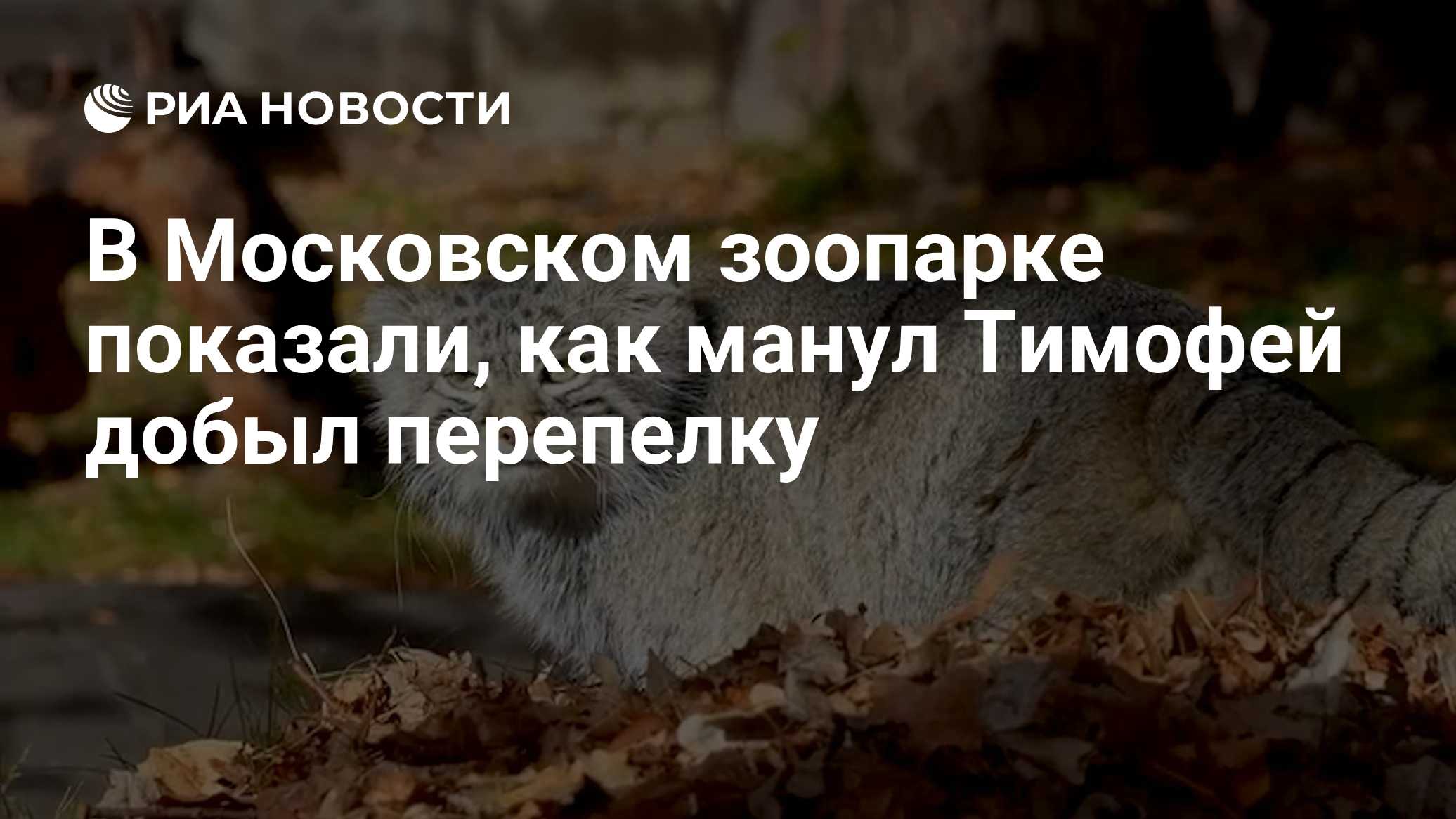 В Московском зоопарке показали, как манул Тимофей добыл перепелку