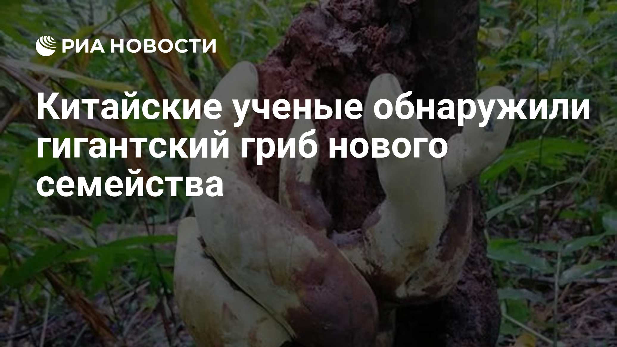 Китайские ученые обнаружили гигантский гриб нового семейства