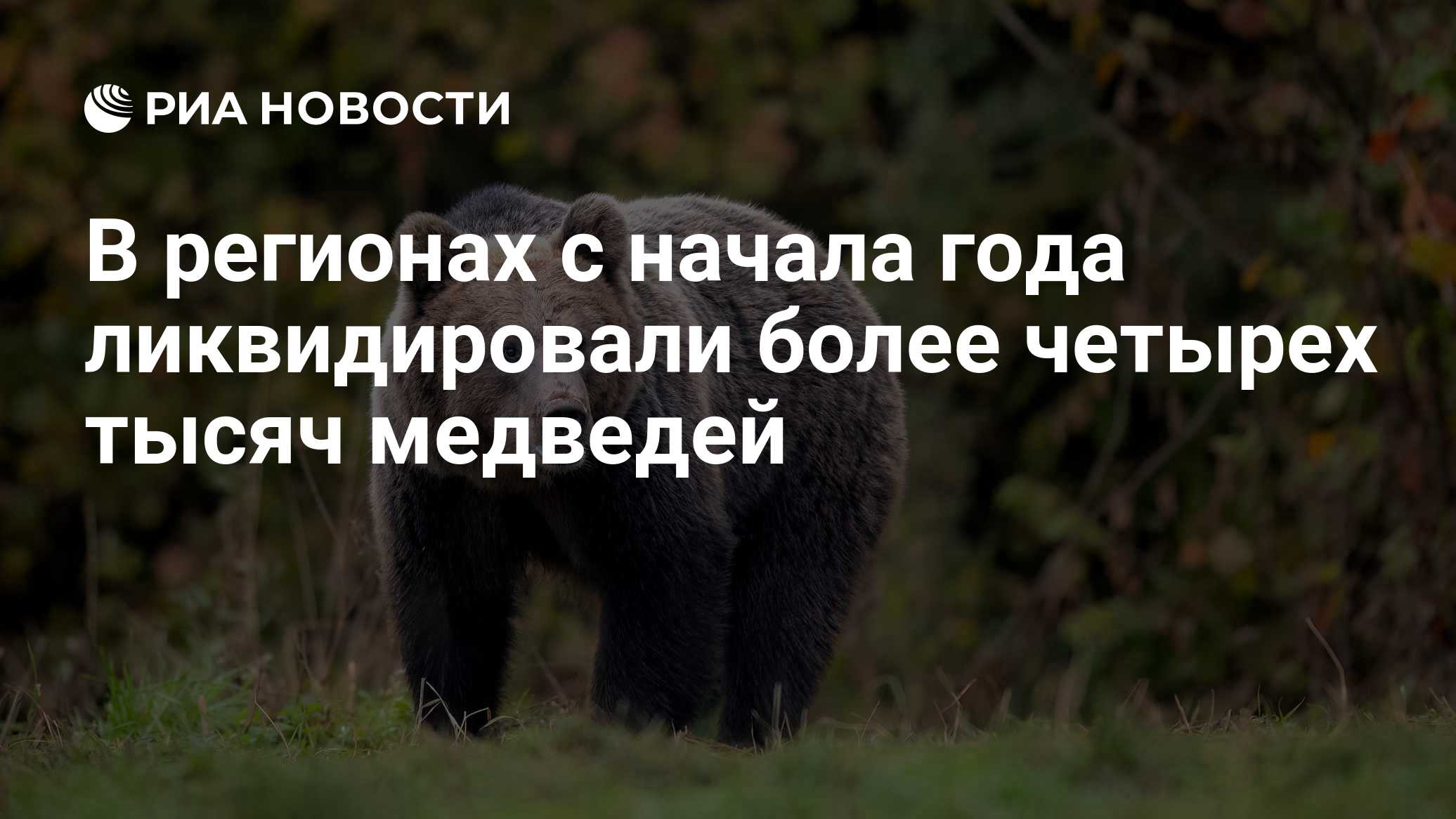 В регионах с начала года ликвидировали более четырех тысяч медведей