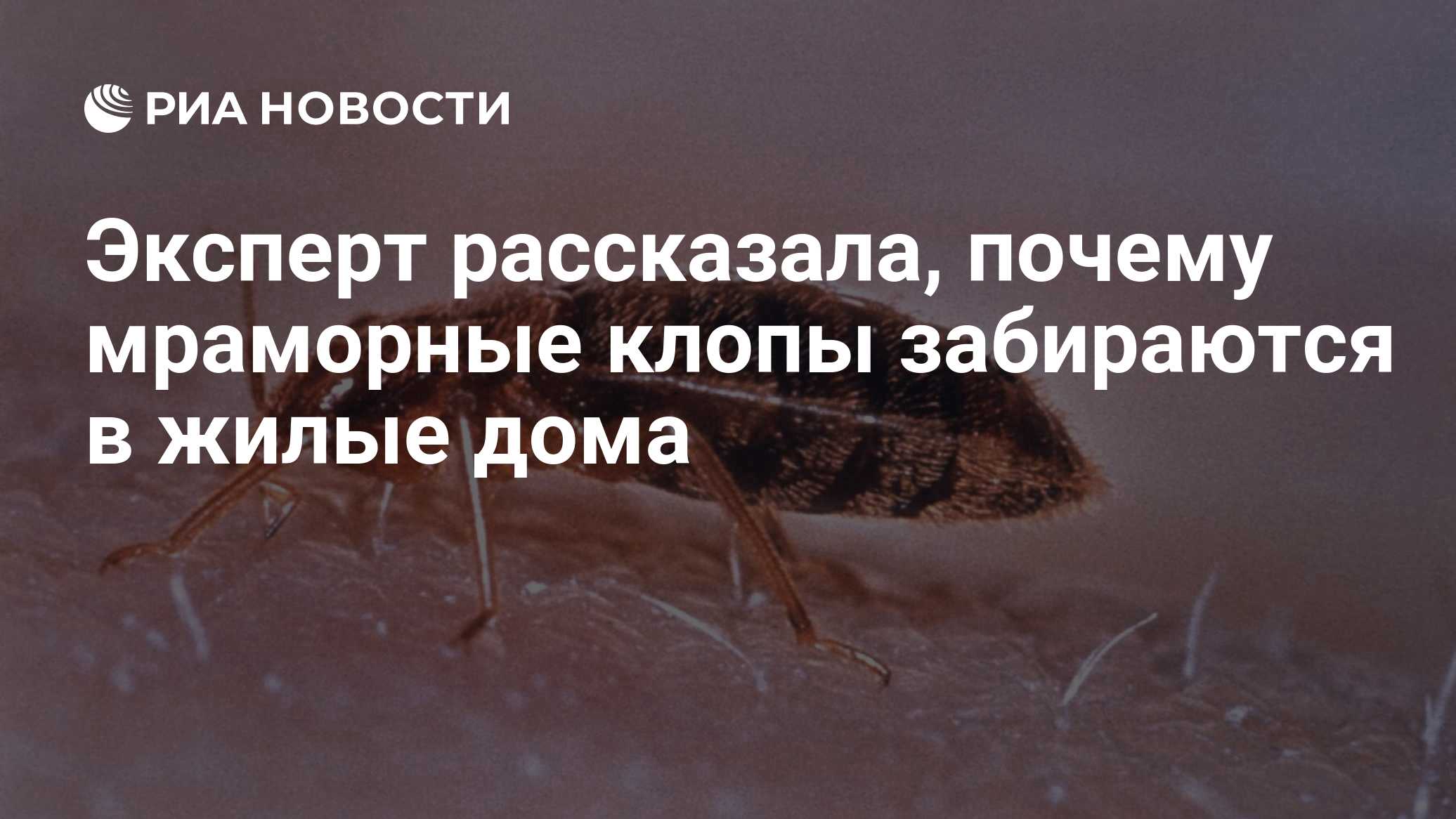 Эксперт рассказала, почему мраморные клопы забираются в жилые дома