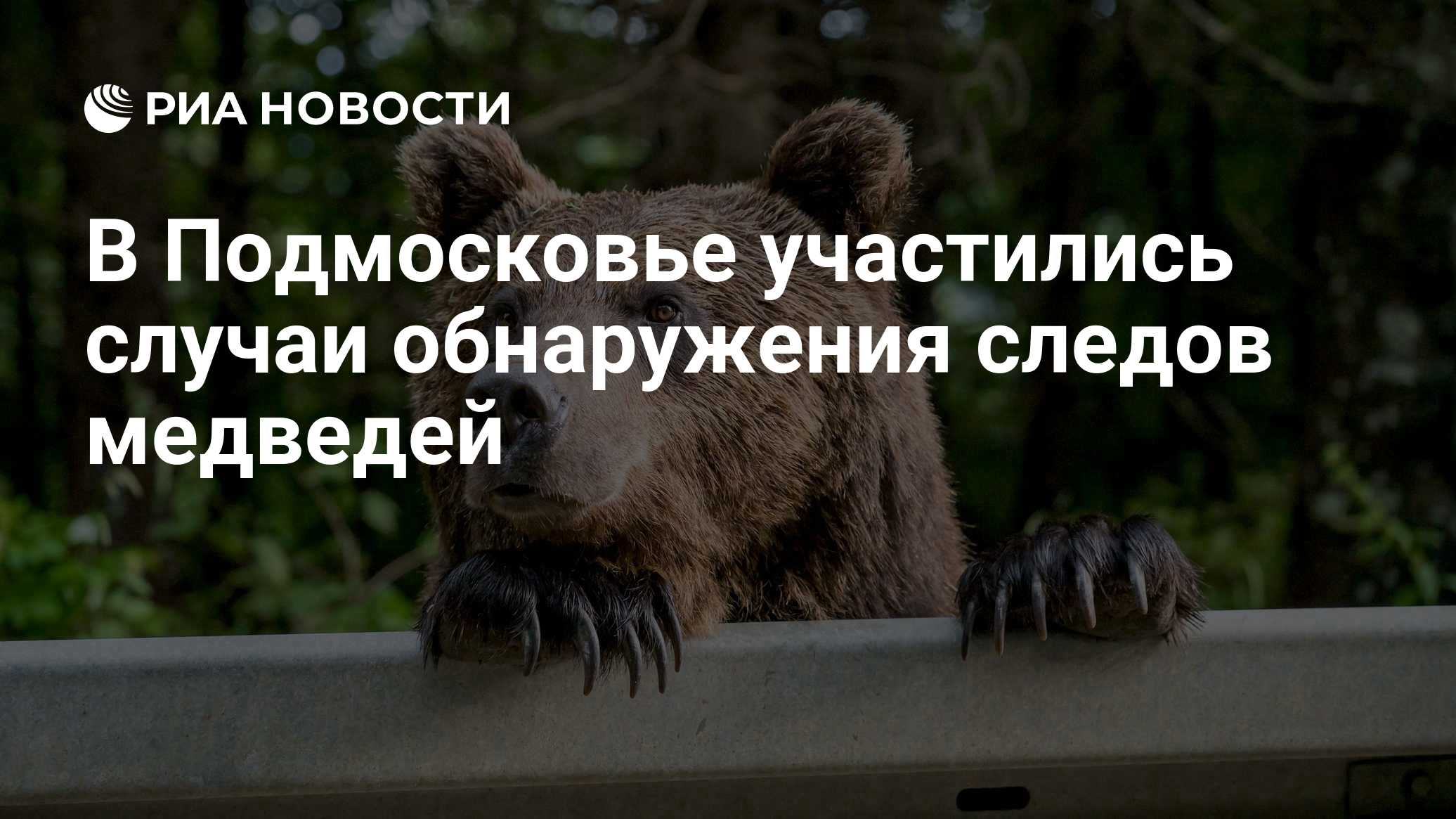 В Подмосковье участились случаи обнаружения следов медведей