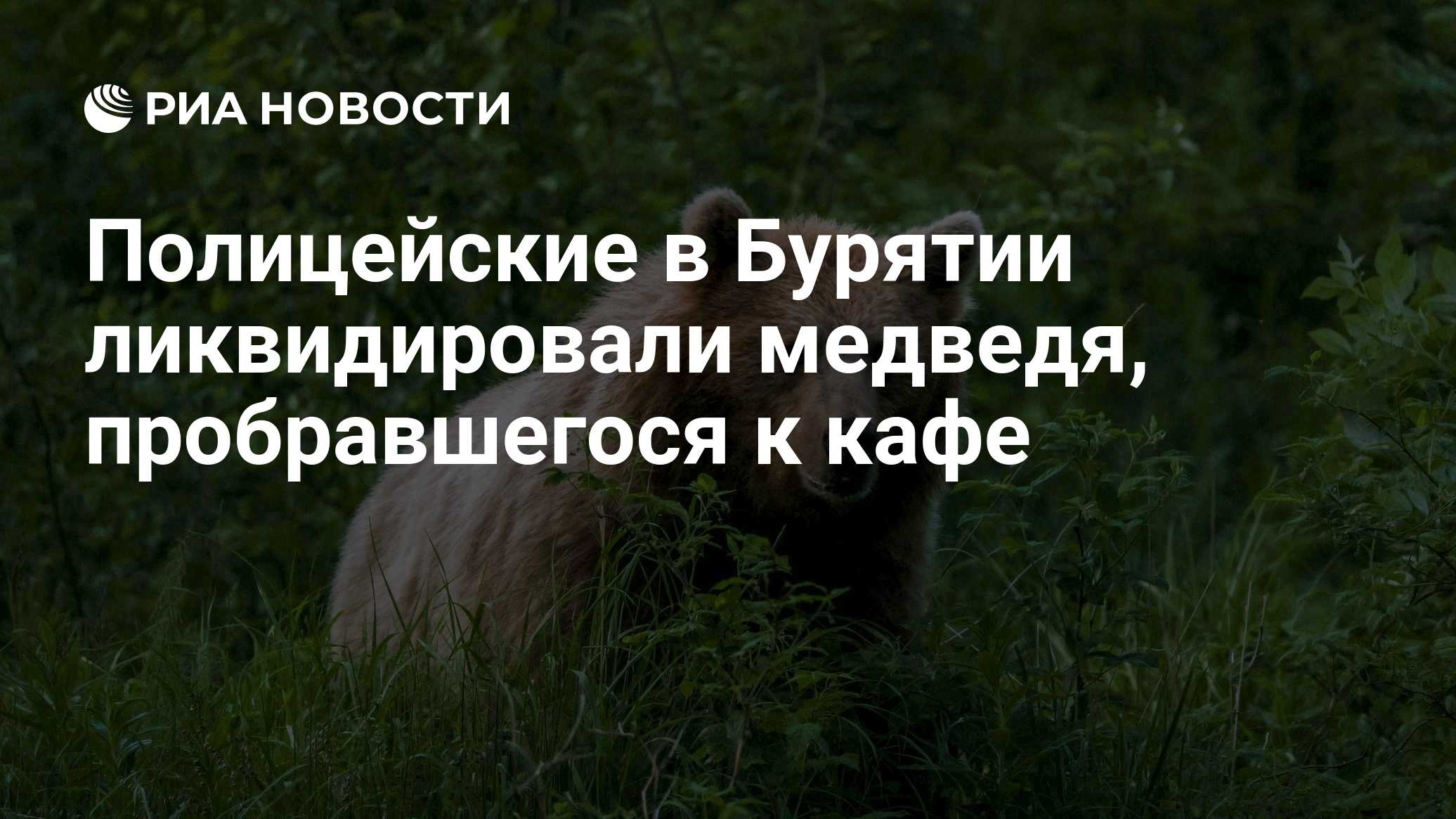 Полицейские в Бурятии ликвидировали медведя, пробравшегося к кафе