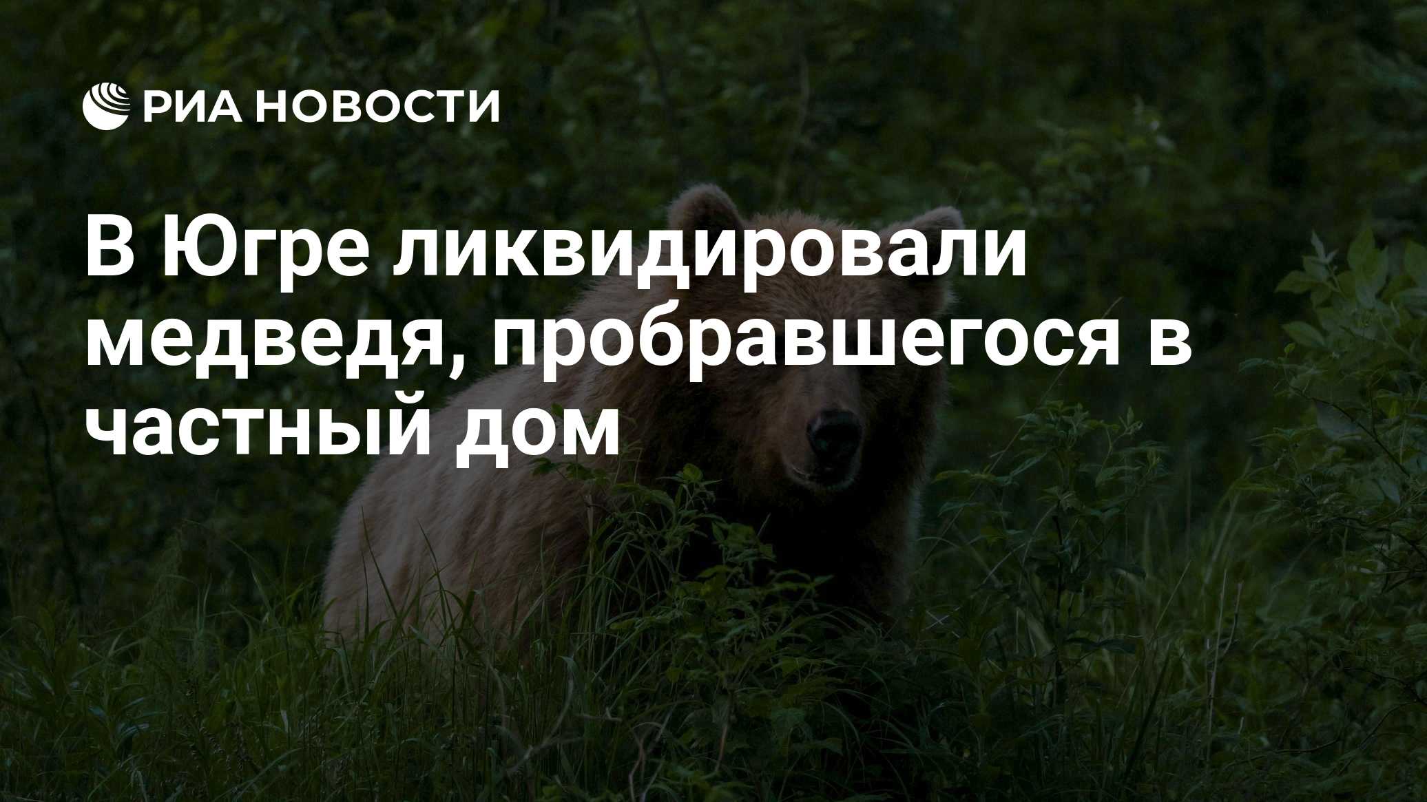 В Югре ликвидировали медведя, пробравшегося в частный дом