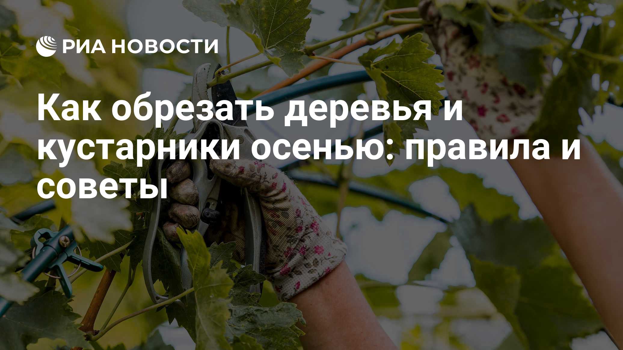 Как обрезать деревья и кустарники осенью: правила и советы