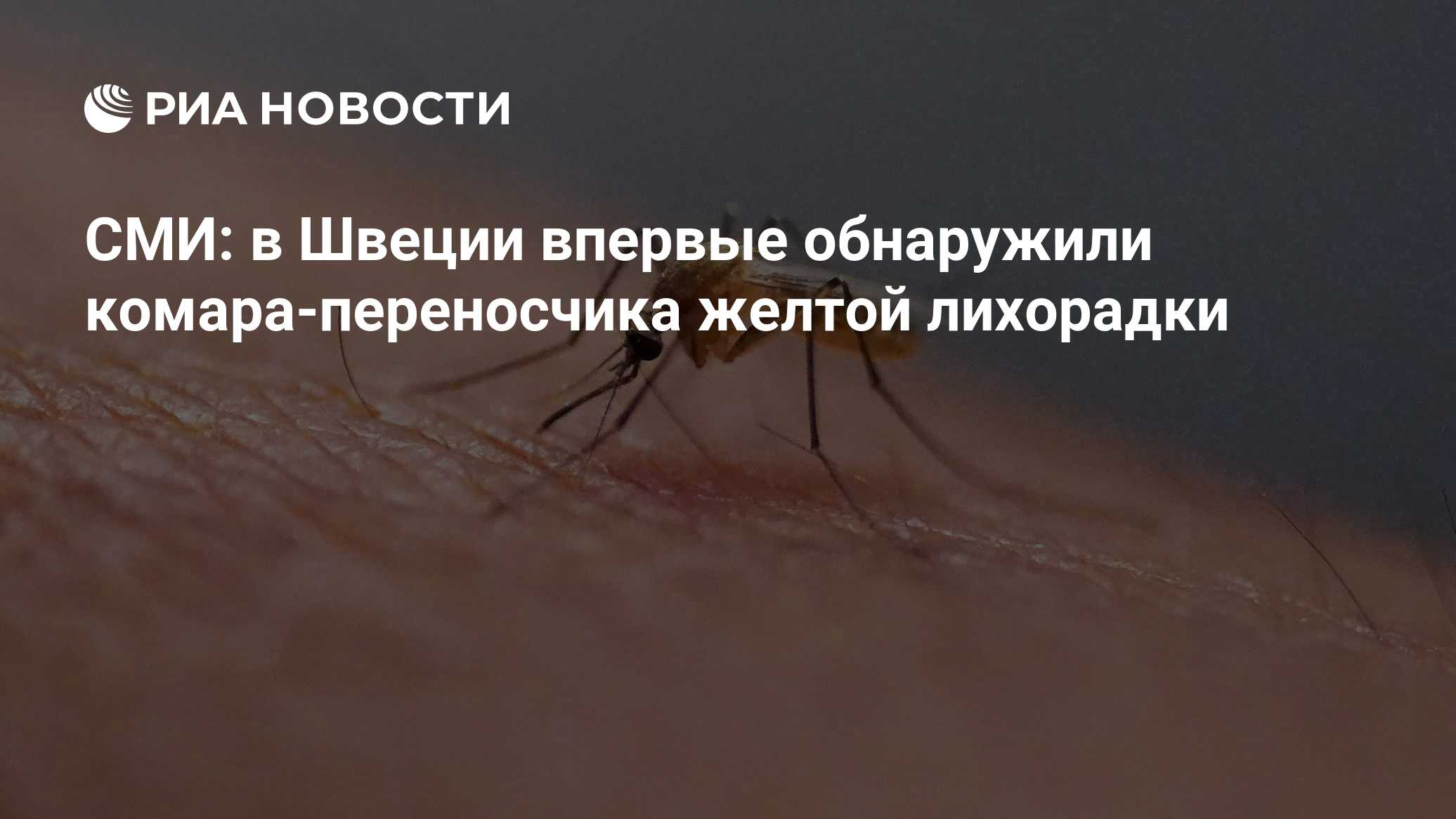 СМИ: в Швеции впервые обнаружили комара-переносчика желтой лихорадки
