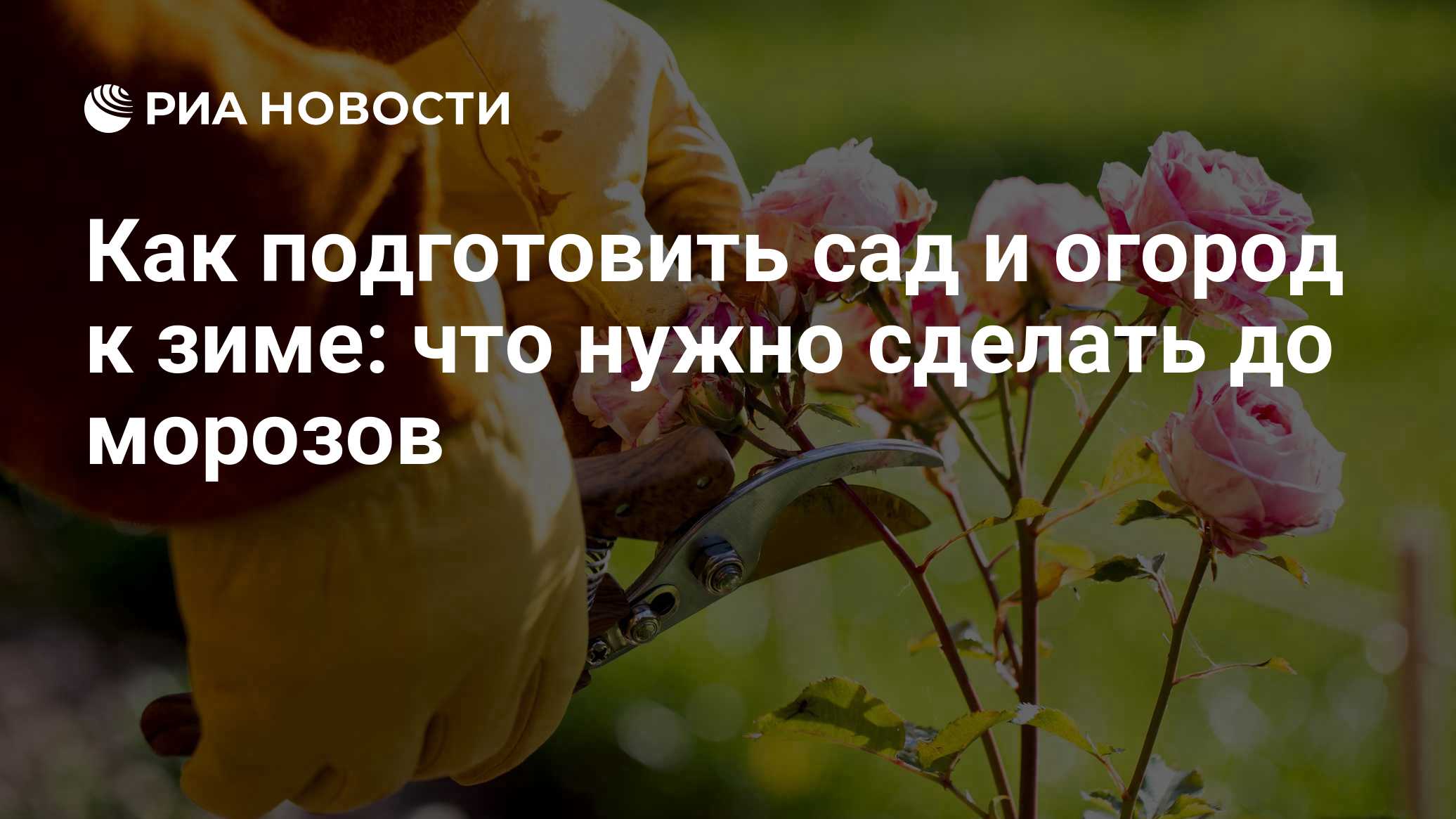 Как подготовить сад и огород к зиме: что нужно сделать до морозов