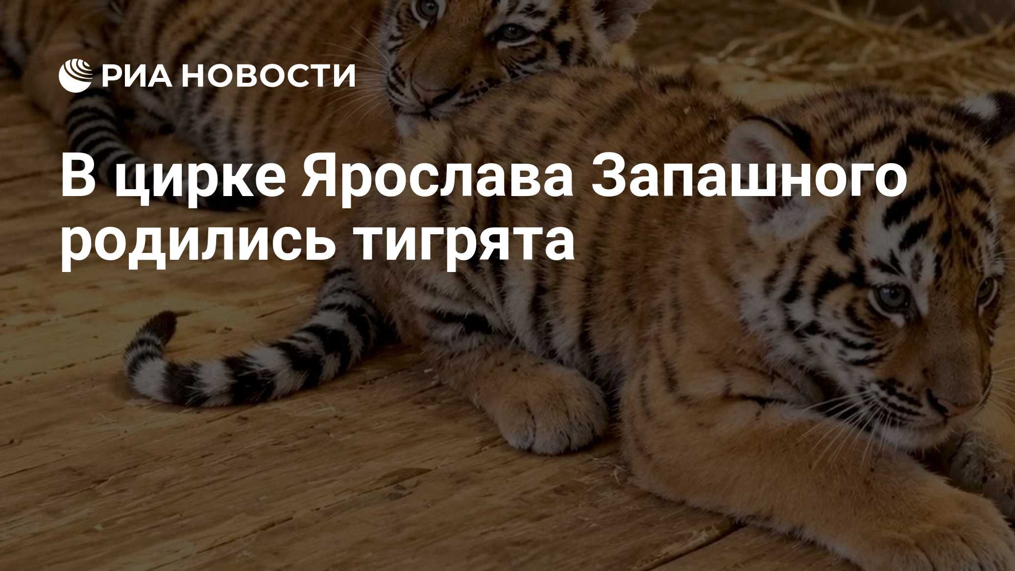 В цирке Ярослава Запашного родились тигрята