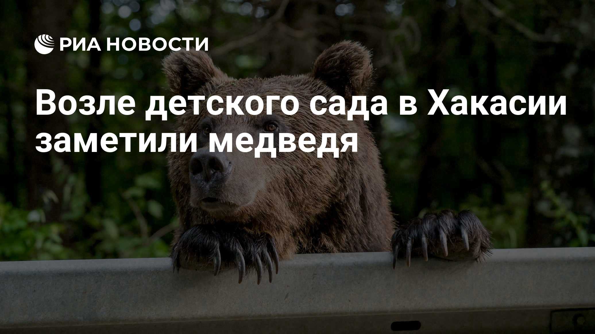Возле детского сада в Хакасии заметили медведя