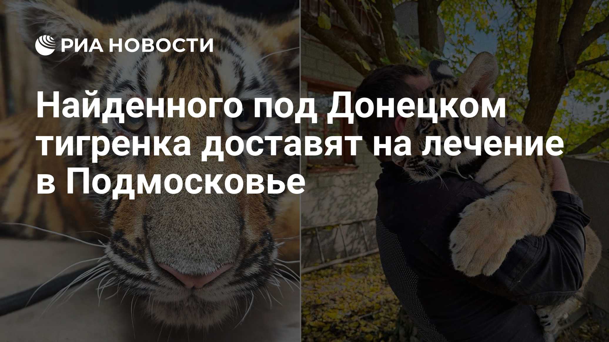 Найденного под Донецком тигренка доставят на лечение в Подмосковье