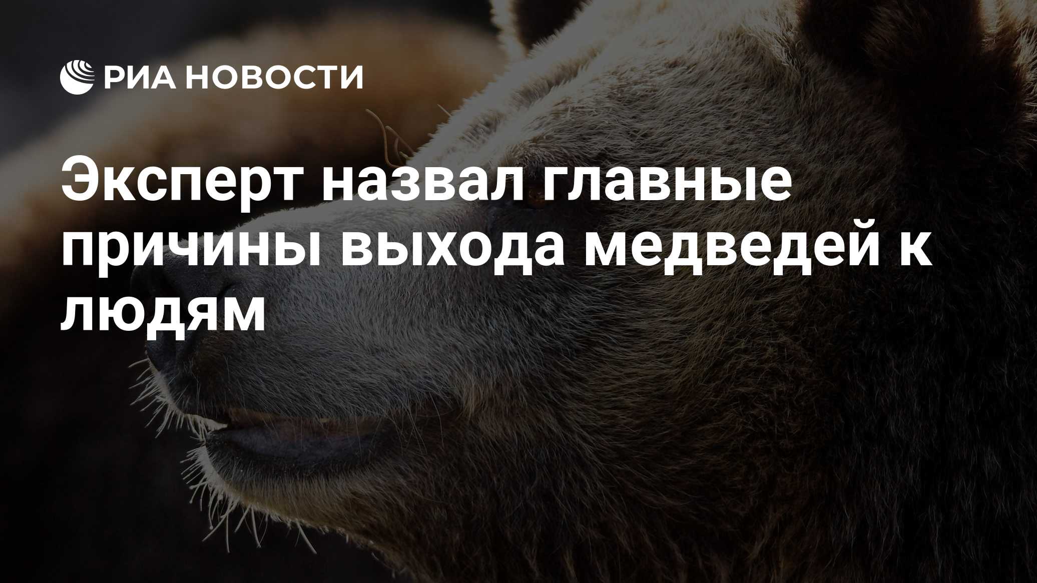 Эксперт назвал главные причины выхода медведей к людям