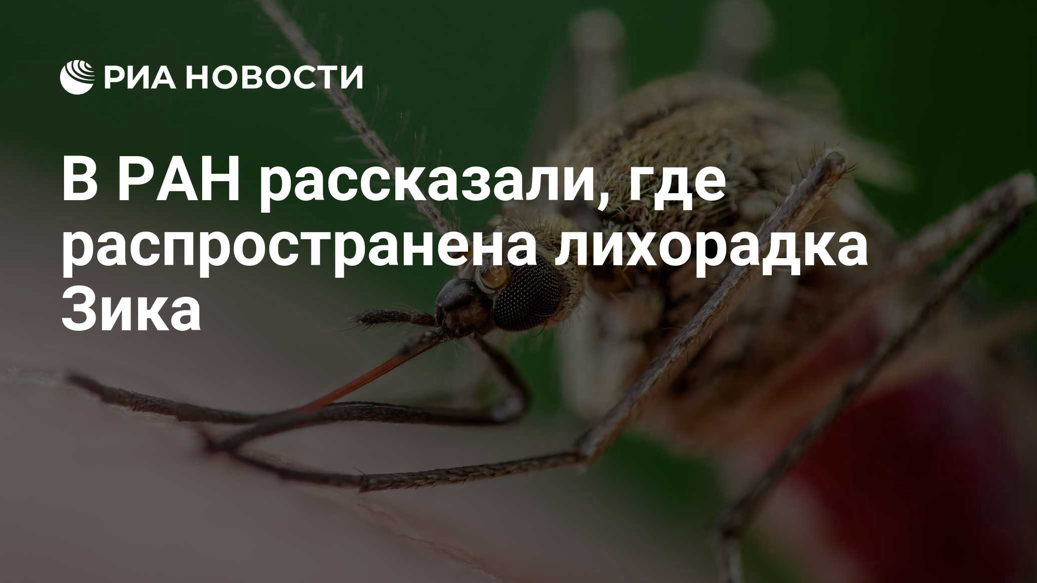 В РАН рассказали, где распространена лихорадка Зика