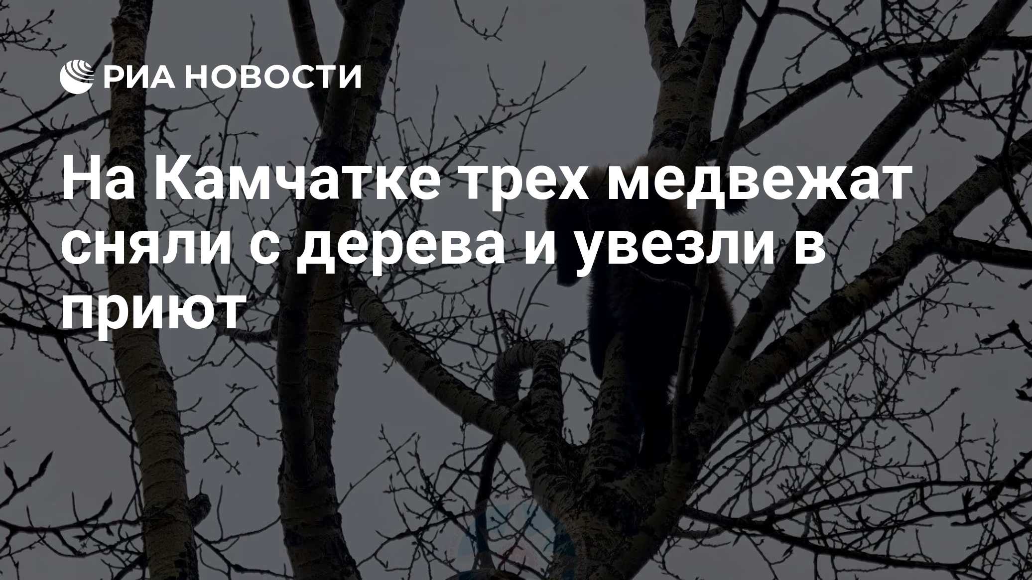 На Камчатке трех медвежат сняли с дерева и увезли в приют