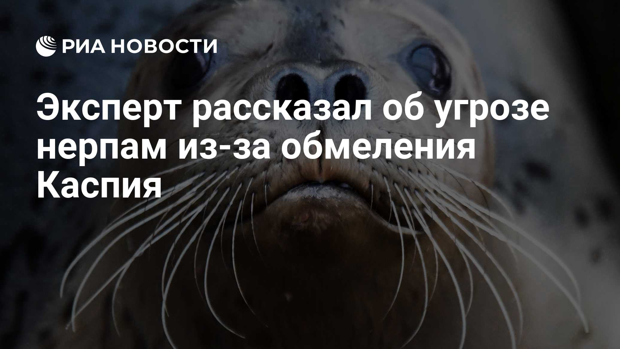 Эксперт рассказал об угрозе нерпам из-за обмеления Каспия
